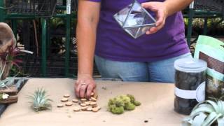 How to Make Tillandsia Air Plant Containers amp Terrariums [upl. by Adnawed711]