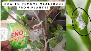 2 मिनट में सफेद कीड़े सें छुटकारा। Mealybug treatment for plant  remove mealybug from any plant 🪴 [upl. by Ybab]