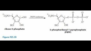 Synthesis of Phosphoribosyl Pyrophosphate PRPP Explanation [upl. by Merissa89]