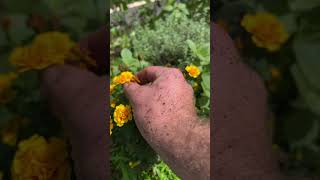 Teacher Alberts Garden Collecting Marigold Seeds [upl. by Esaj]