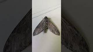 Convolvulus hawk moth [upl. by Arodnahs]