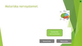 Kap 5 Nervsystemet fysiologi [upl. by Icaj]