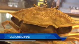 Blue Crab Molting Amazing Quality [upl. by Kcinomod]