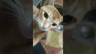 मनी cat love youtube india animals cat [upl. by Ayadahs698]