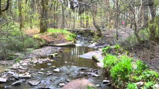 Walk thru Tockholes amp Roddlesworth woods2wmv [upl. by Anagnos654]