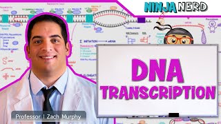 Cell Biology  DNA Transcription 🧬 [upl. by Anilrac]