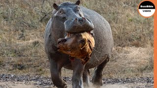 Hippo Grabs The Lions Head As Revenge For the Loss of His Mother [upl. by Jamill]