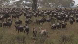 Safari i Tanzania Serengeti  Jambo Tours [upl. by Sremmus]