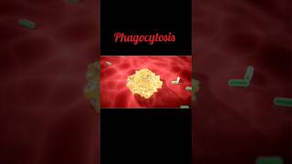 Phagocytosis immunology biology microbiology medical science [upl. by Initof]