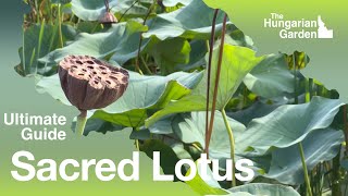 Nelumbo Nucifera  Sacred Lotus [upl. by Freemon91]