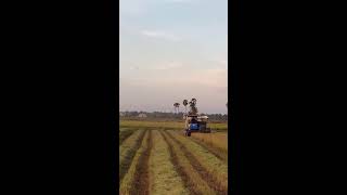 Mini Harvester machine testing in wheat field In Cambodia [upl. by Hselin]