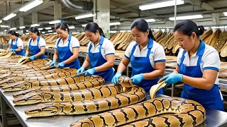 Get Rich with Pythons How Farmers Make 15 Million From Python  Farming Documentary [upl. by Lyssa835]