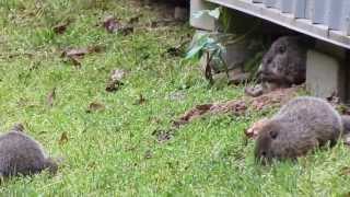 Baby Groundhogs that live under my shed 562013 Tennessee [upl. by Vastah]