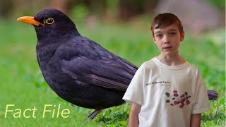 BlackBirds Fact File  Birds [upl. by Pry378]