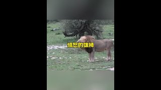 憤怒的雄獅怒吼警告並用行動驅趕對手解說版動物世界 野生動物零距離 [upl. by Allisan]