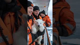 🐻‍❄️Baby polar bear lost his home oceanview seal mysteriousocean polarbear [upl. by Bridie]