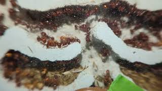 Update video of my Pogonomyrmex barbatus colony Help me find their queen [upl. by Dnomhcir760]