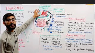 Pharynx Anatomy and Physiology of Pharynx Structure  Functions Parts of Pharynx [upl. by Ilanos]