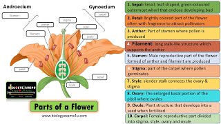 10 Parts and 4 whorls of a Flower [upl. by Blondell]