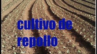 Cultivo de repollo [upl. by Nnahtur587]