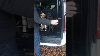 Cane Corso Malou ist noch zu aufgeregt beim aussteigen aus dem Auto canecorso hundetraining [upl. by Diena]