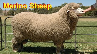 The Best sheep Breed In The World  Merino Sheep  Highest Whool Producing Sheep In World [upl. by Gnol491]