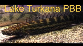 Polypterus Bichir Bichir of Lake Turkana [upl. by Stoneman448]