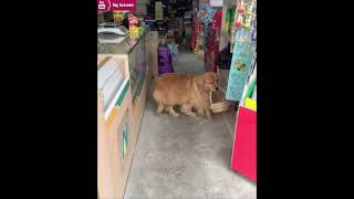 Golden retriever takes puppy for a walk in supermarket😂 [upl. by Sirehc]