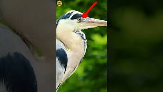 3 facts about herons bird  bagula pakshi ke bare me facts in hindi  bird fact video [upl. by Norbert359]