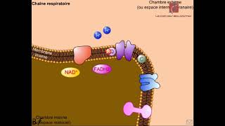 Le fonctionnement de la chaîne respiratoire Animationabdosvt [upl. by Hehre]