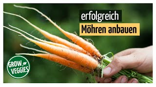 Möhren  Karotten erfolgreich anbauen  Gemüseanbau im Garten [upl. by Bunnie110]