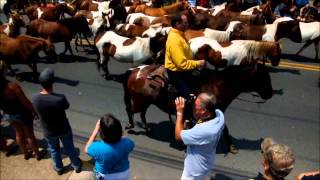 Chincoteague Pony Penning 2014 [upl. by Ubald]