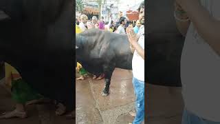 shorts nandi bhojpurisong viralvideo nand bhojpurisadsong shots nande bhojpurisong 🙏🙏 [upl. by Ytirehc868]