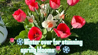 🌷❄️Overwintering spring bulbs in containers🌷❄️ [upl. by Rothberg]