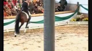 DANONE I Hanoverian DE NIRO stallion by wwwequineevolutioncom [upl. by Finn652]