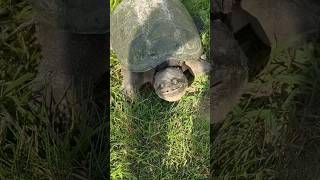 GIANT SNAPPING TURTLE ATTACK [upl. by Letitia]