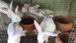 Rabbit Feeding Tips  DON’T MISS OUT [upl. by Flavia]