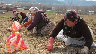 Sarımsak Ekimi nasıl dikilir ekilir Taşköprü sarımsağı [upl. by Laurentium]