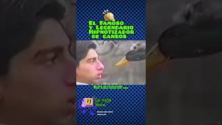 🤣 El impresionante hipnotizador de gansos 😎 chiste humor memes comedia broma meme shorts fyp [upl. by Weismann]