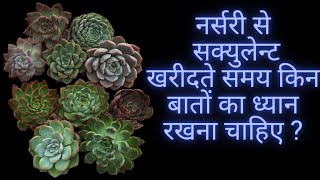 NURSERY SE SUCCULENTS KHAREEDTE SAMAY KIN BAATON KA DHYAAN RAKHANA CHAIYE [upl. by Jeanne566]