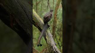 Lyrebird adaptation to mimic different sounds short [upl. by Llennhoj]