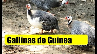 GALLINAS DE GUINEA GALLINETAS GALLINA GRIS [upl. by Ardnac]