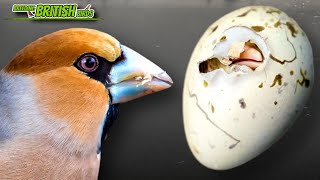 DID THEY HATCH  Breeding British Birds S4Ep7 [upl. by Beaver]