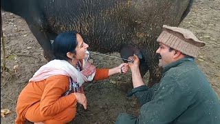 Dudh Peene Ka Swad a Gaya Pendu ladki Nek Kamal Kar Diyanasreen village vlogs 🐄 [upl. by Aileen898]