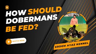 HOW SHOULD DOBERMANS BE FED [upl. by Qooraf]