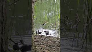 Moorhen Feeding Chicks shorts sho [upl. by Abana]