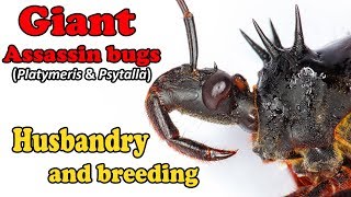 How to care for Giant Assassin Bugs Platymeris amp Psytalla [upl. by Ahseya]