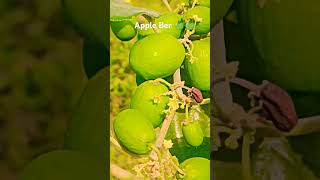 Thai Apple Ber 🍏 farming appleber appleberfarming ber shorts short youtubeshorts ytshorts [upl. by Sydalg]