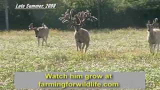 World Record Buck Largest Whitetail EVER [upl. by Prescott]