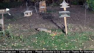 Greyfox amp Turkeys Visit Early Evening [upl. by Anaiek844]